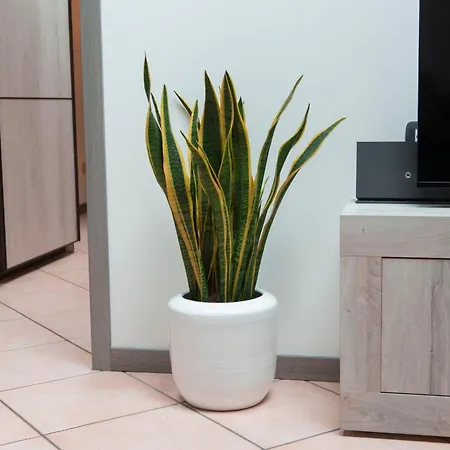 דירה Gioia ורונה